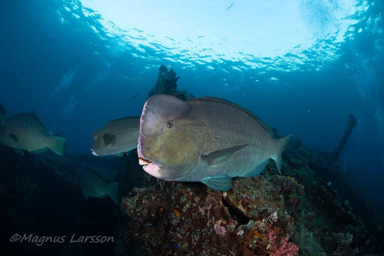 Bali Dive Resort Amed 外观 照片