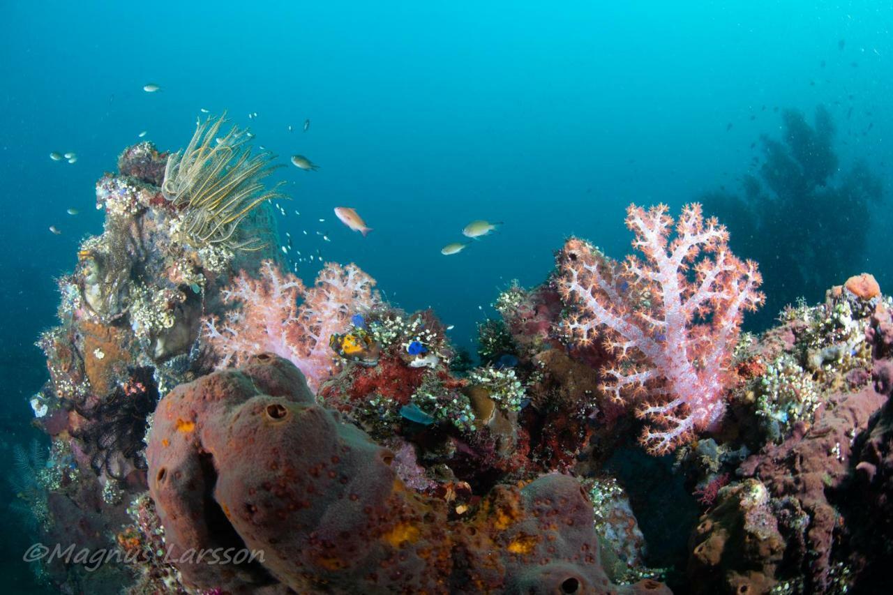 Bali Dive Resort Amed 外观 照片